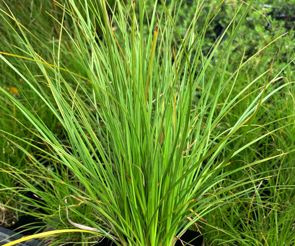 Carex Secta 100 Plants
